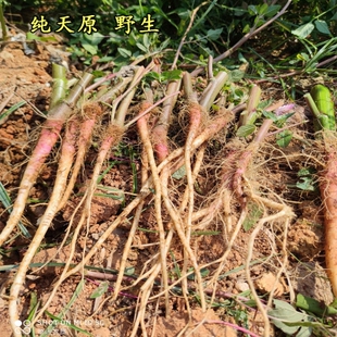 苋菜根红梗刺苋菜药材食用药材头刺笕菜苋菜头刺簕头根一斤