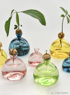 日式牛油果水培玻璃花瓶种子专用种植花瓶果核水培容器彩色花瓶