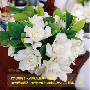 顺丰包邮卧室提神栀子花鲜花 可做花茶 可观赏 浓香型鲜切花