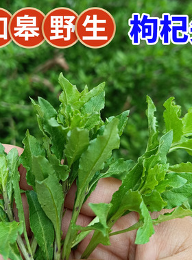 如皋野生枸杞头新鲜 现摘长寿乡农家野菜枸杞嫩芽尖 春季绿色蔬菜