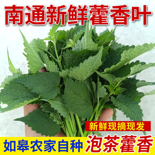 南通藿香泡茶新鲜叶现摘藿香头叶
