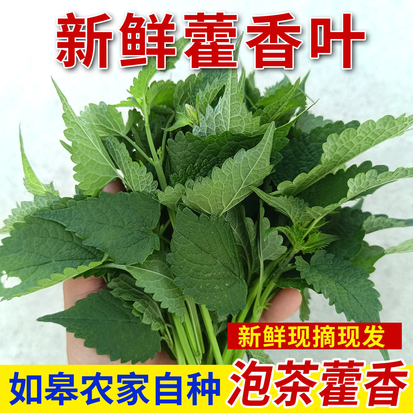新鲜藿香叶现摘藿香头藿香苗食用盆栽阳台南通人夏季解暑泡茶藿香