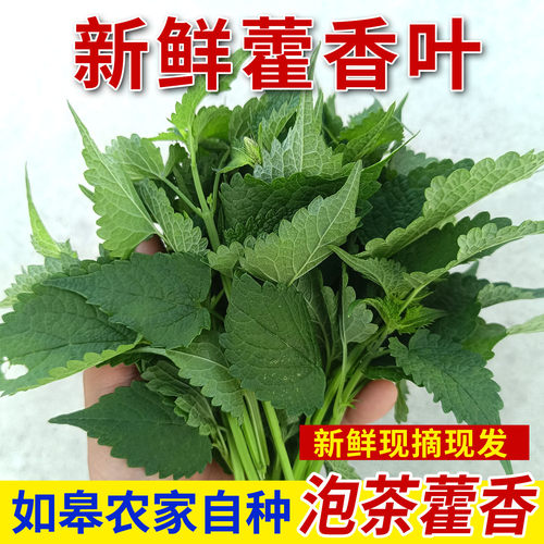 新鲜藿香叶现摘藿香头藿香苗食用