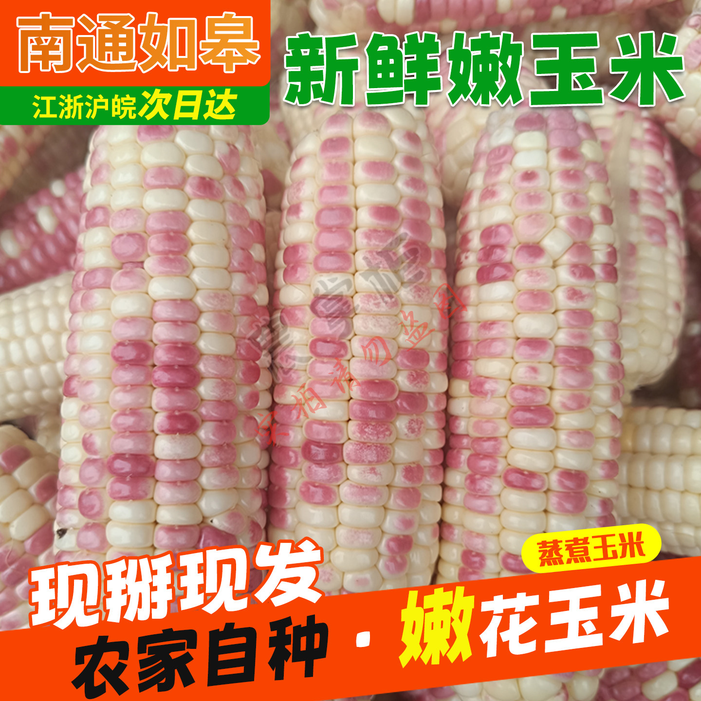新鲜花糯玉米南通如皋农家现摘玉米棒新鲜花紫糯玉米香甜黏嫩玉米