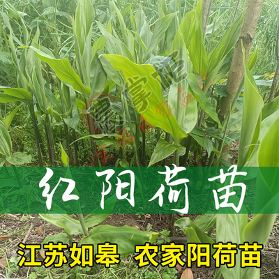 如皋特产阳荷红洋荷种根阳霍元霍苗野姜种根洋荷蘘荷苗 非果实