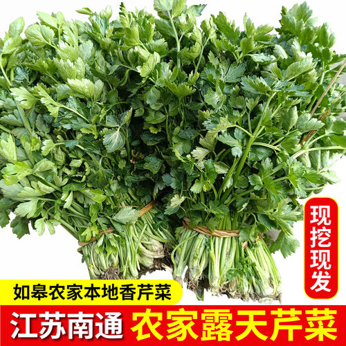 新鲜芹菜现挖江苏农家自种小香芹菜南通本地农村蔬菜露天芹菜现发
