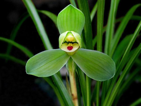 西神梅 春兰兰花浓香花卉盆景盆栽土绿植兰草植物名贵苗室内