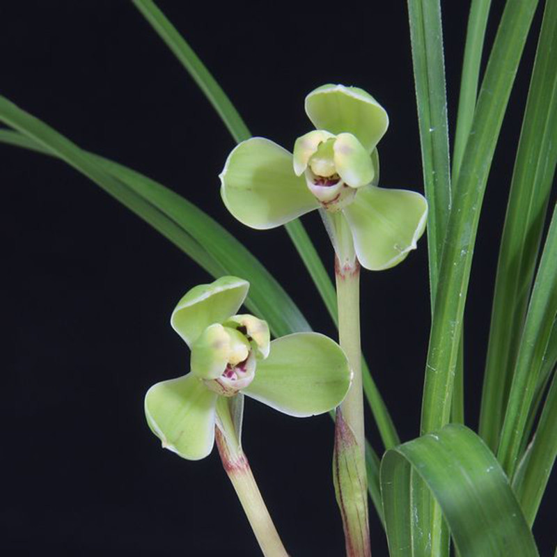 万字 春兰老八种浓香梅瓣矮种兰花苗好养易活室内绿植盆栽