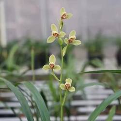 夏皇梅 建兰八大名品正格梅瓣四季兰 老种名贵连城兰花苗夏带花苞