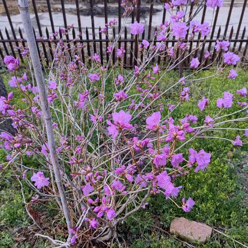 东北耐寒杜鹃花庭院景观杜鹃花盆栽杜鹃耐寒品种