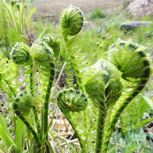 广东菜苗观赏食用植物盆栽