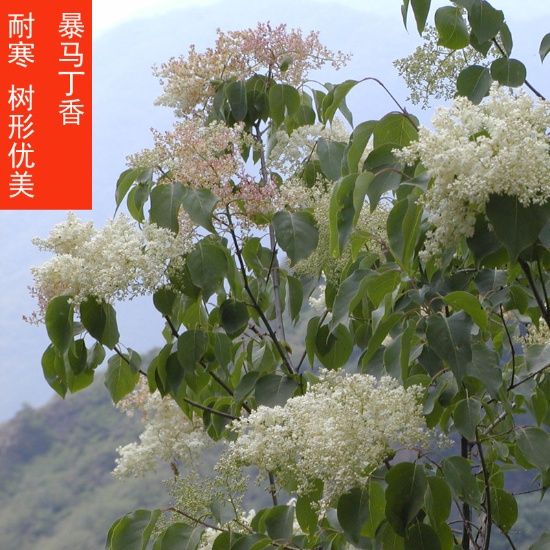 东北暴马丁香花树绿化树苗庭院景观树丛生大树苗黑龙江发货保真