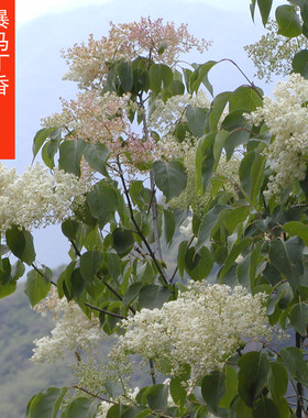 东北暴马丁香花树绿化黑龙江树苗