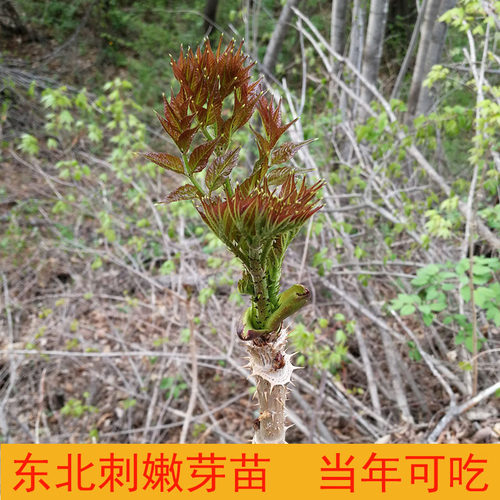东北刺老芽大树苗野菜苗刺老包刺嫩芽苗包活当年可采全国可栽种