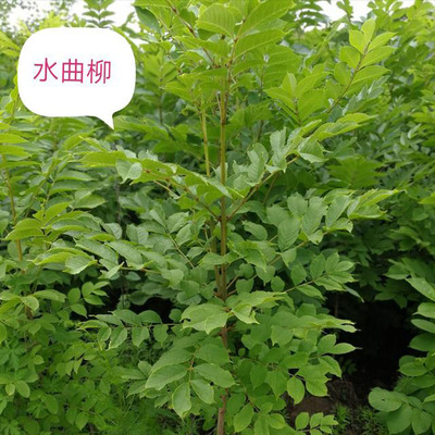 东北耐寒乔木黑龙江发货景观树