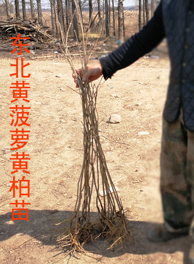 黄菠萝黄柏珍贵黑龙江绿化树
