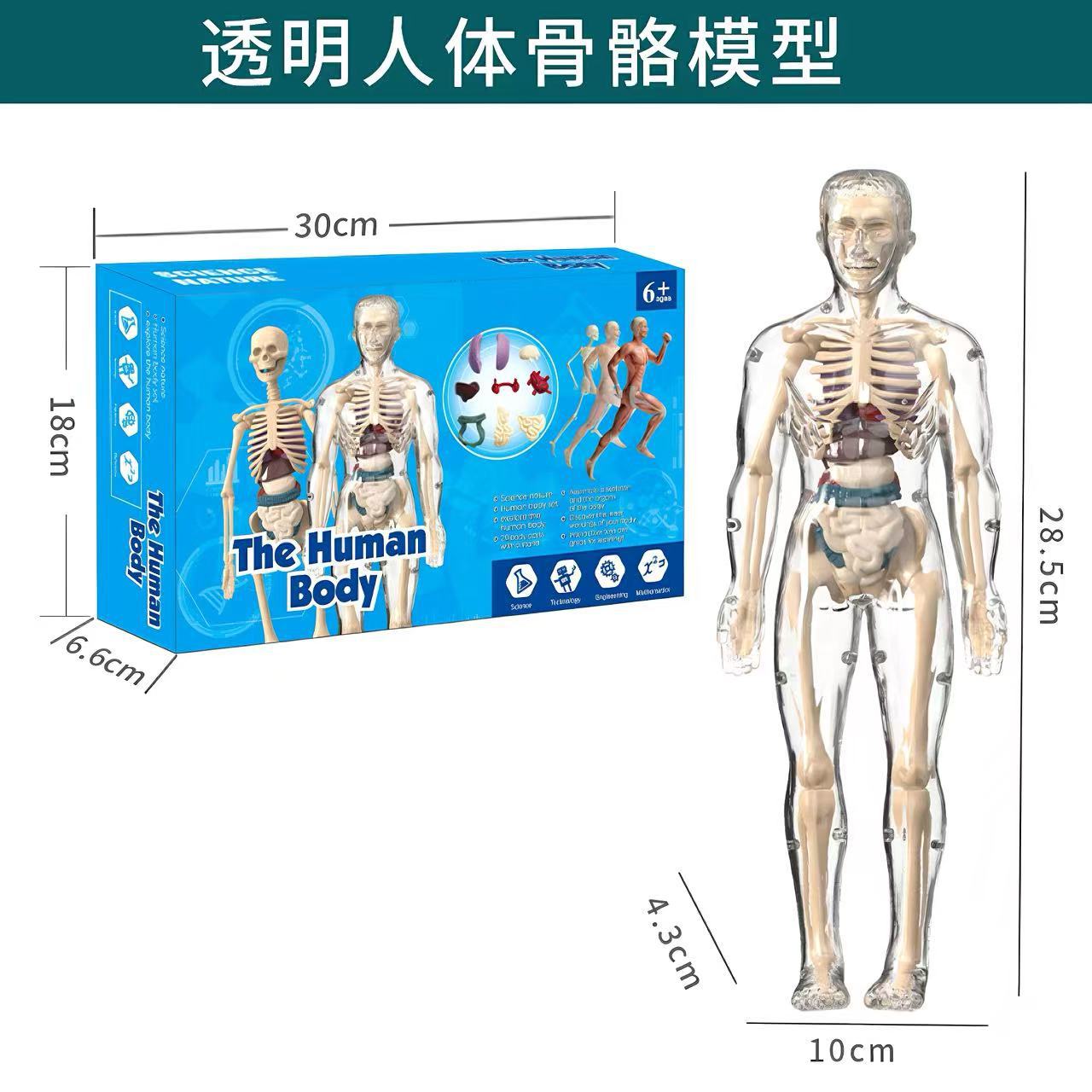 人体解剖模型儿童早教玩具仿真骨骼器官拼装医学教具夜光diy益智