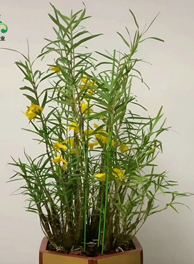 净化空气高山姬竹叶石斛盆栽客厅庭院阳台吊兰花卉绿植物带根好种