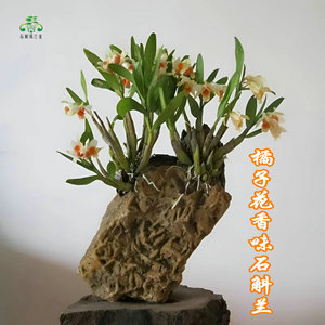 黑毛翅鄂石斛盆栽吊兰花卉室内客厅阳台橘子香吸甲醛绿植物寄生兰