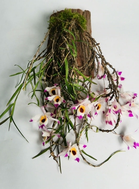 浓香串珠石斛盆栽珠帘卡特寄生绿植物花卉室内外阳台无土吊兰花苗