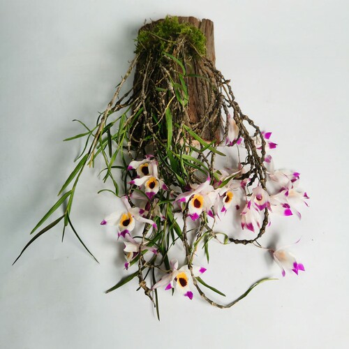 串珠石斛兰花盆栽石斛缘花卉花墙