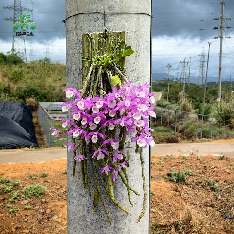 报春石斛盆栽绿植物客厅庭院阳台室内原生带根寄生吊兰观赏花卉