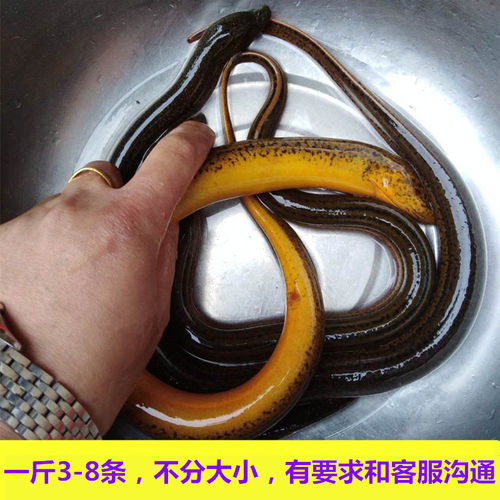 江西九江农村黄鳝活体