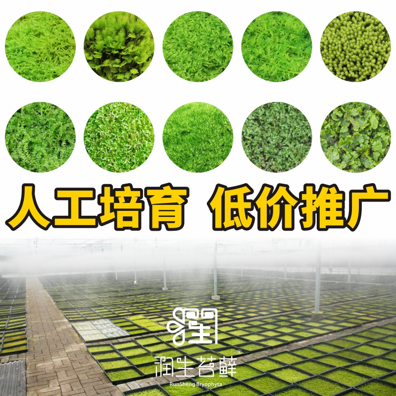 润生苔藓 苔藓植物 鲜活青苔 苔藓微景观 苔藓盆景 苔藓盆栽 diy