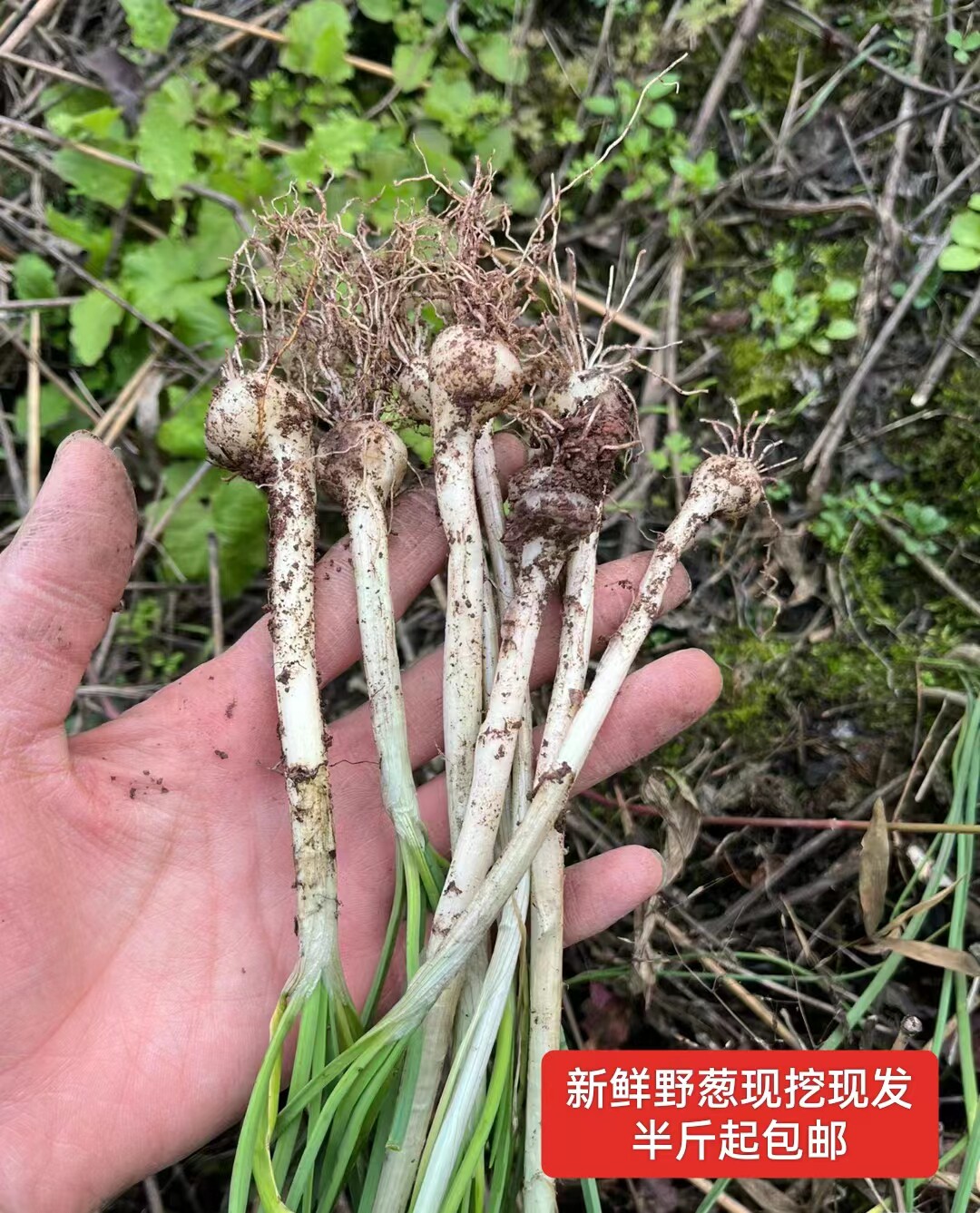 新鲜胡葱现挖现发 湖南湘西新鲜野菜野葱野蒜带叶250g起包邮