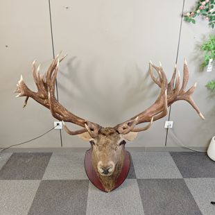 超大鹿头鹿头标本壁挂真鹿角生财有鹿挂件欧式 饰 别墅装