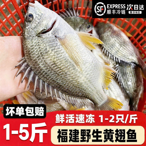 【顺丰到家】大黄翅鱼黄立鱼新鲜海捕海鲜水产鲜活冷冻黄墙黄脚立