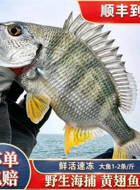 【顺丰到家】黄翅鱼东山岛海捕新鲜活冻黄鲷鱼黄鳍鲷黄脚立黄立鱼