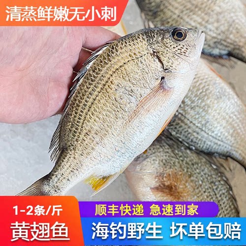 【顺丰到家】大黄翅鱼黄立鱼新鲜海捕海鲜水产鲜活冷冻黄墙黄脚立