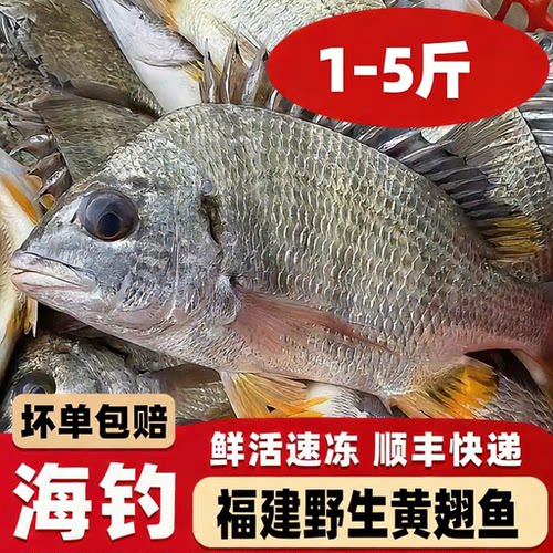 【顺丰到家】大黄翅鱼黄立鱼新鲜海捕海鲜水产鲜活冷冻黄赤黄鳍鲷