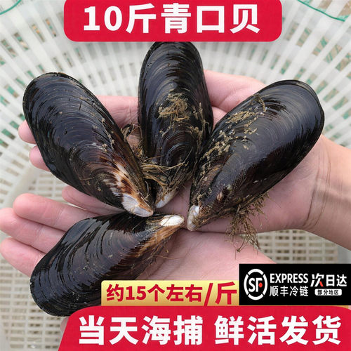 【顺丰到家】大青口贝鲜活大海虹淡菜新鲜冷冻海鲜贻贝青口贝水产