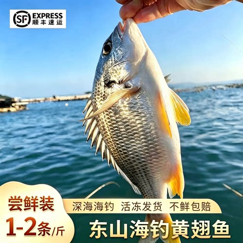 【顺丰到家】海钓黄翅鱼海捕黄脚立黄立鱼海鲜水产冷冻黄赤黄鳍鲷