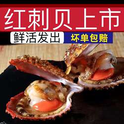 【顺丰到家】鲜活扇贝栉孔扇贝新鲜刺贝带黄带膏带壳贝类烧烤海鲜
