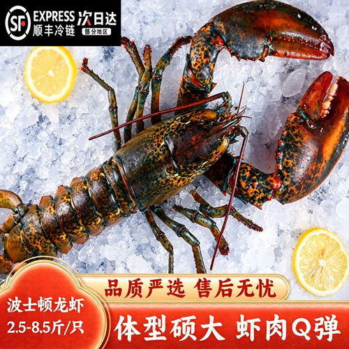 【顺丰到家】波士顿龙虾生冻波斯顿大龙虾水产速冻海鲜加拿大波龙