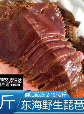 【顺丰空运】琵琶虾新鲜九齿扇虾海鲜虾姑特大濑尿虾鲜活冷冻爬虾