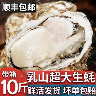 【顺丰到家】乳山生蚝鲜活特大牡蛎带壳海蛎子新鲜大生蚝带箱10斤