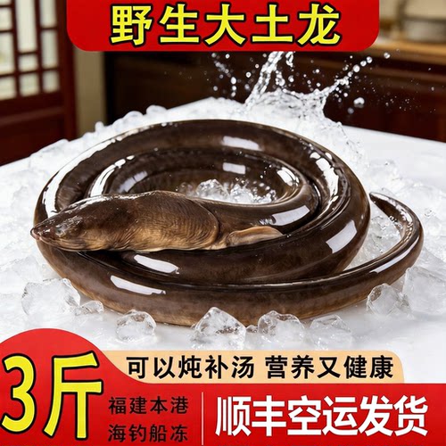 【顺丰到家】福建本港正宗海捕大土龙速冻新鲜土龙大鳗鱼炖汤佳品