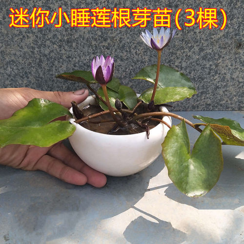 睡莲花苗水培绿植物室内四季开花卉碗莲苗小型种籽子荷花根苗盆栽