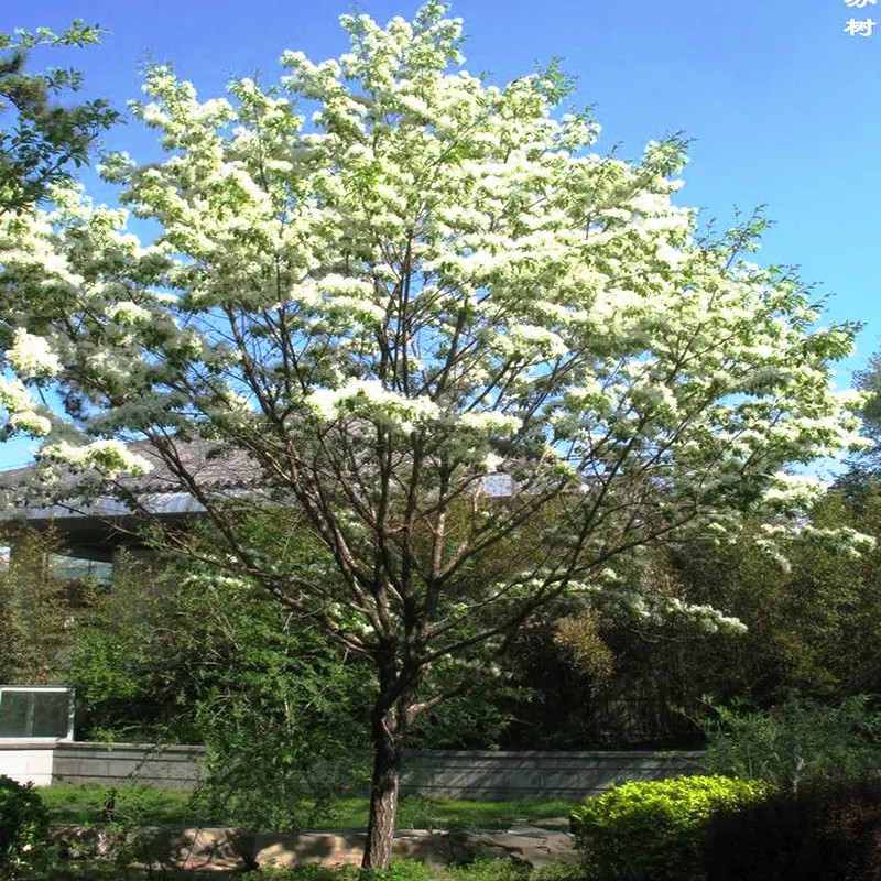 流苏树苗油根子小苗嫁接桂花砧木