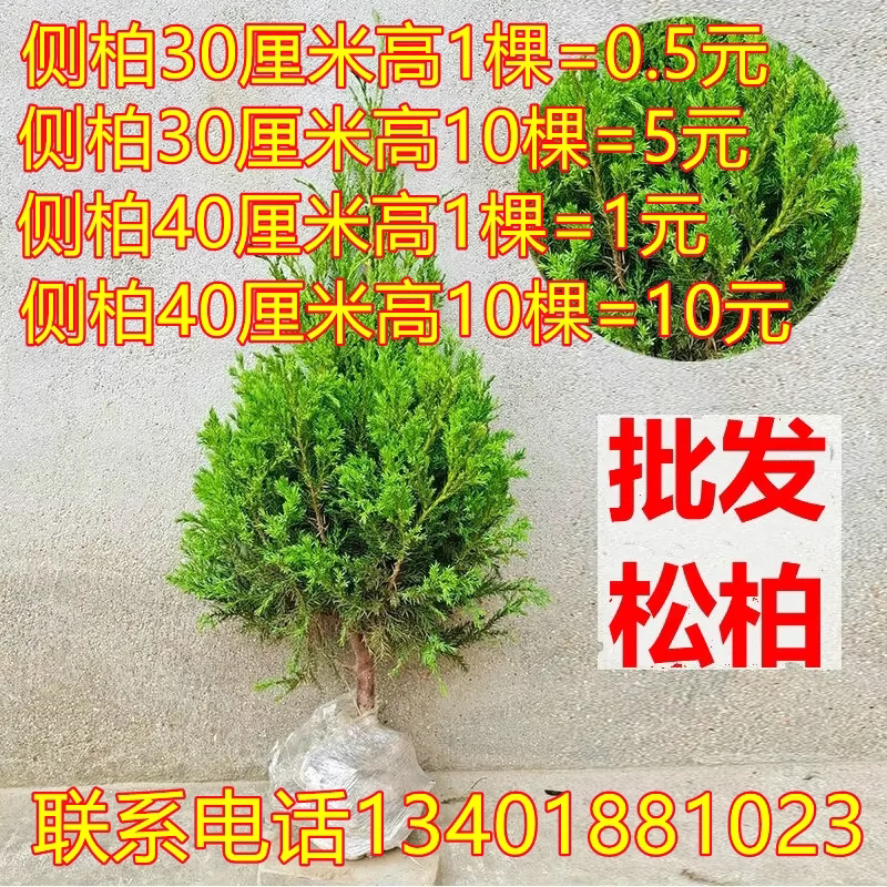 松柏塔柏柏树树苗侧柏扁柏松柏树苗圆柏宝塔柏枝龙柏树苗四季青