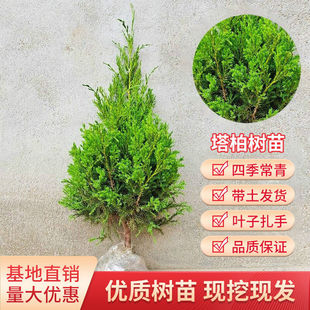 松柏塔柏柏树树苗侧柏扁柏松柏树苗圆柏宝塔柏枝龙柏树苗四季青