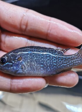 蓝鳃太阳鱼凶猛原生绿太阳鱼冷水观赏鱼金鱼活体鱼苗鲈鱼淡水包邮