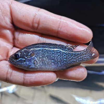 蓝鳃太阳鱼凶猛原生鱼冷水鱼观赏鱼金鱼活体鱼苗鲈鱼大型淡水包邮