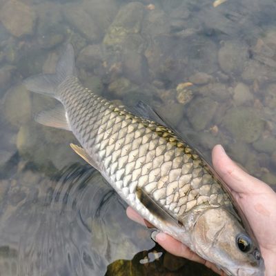 军鱼冷水鱼原生黄娟鱼苗活体光倒刺鲃凶猛观赏活体杂食混养淡水鱼