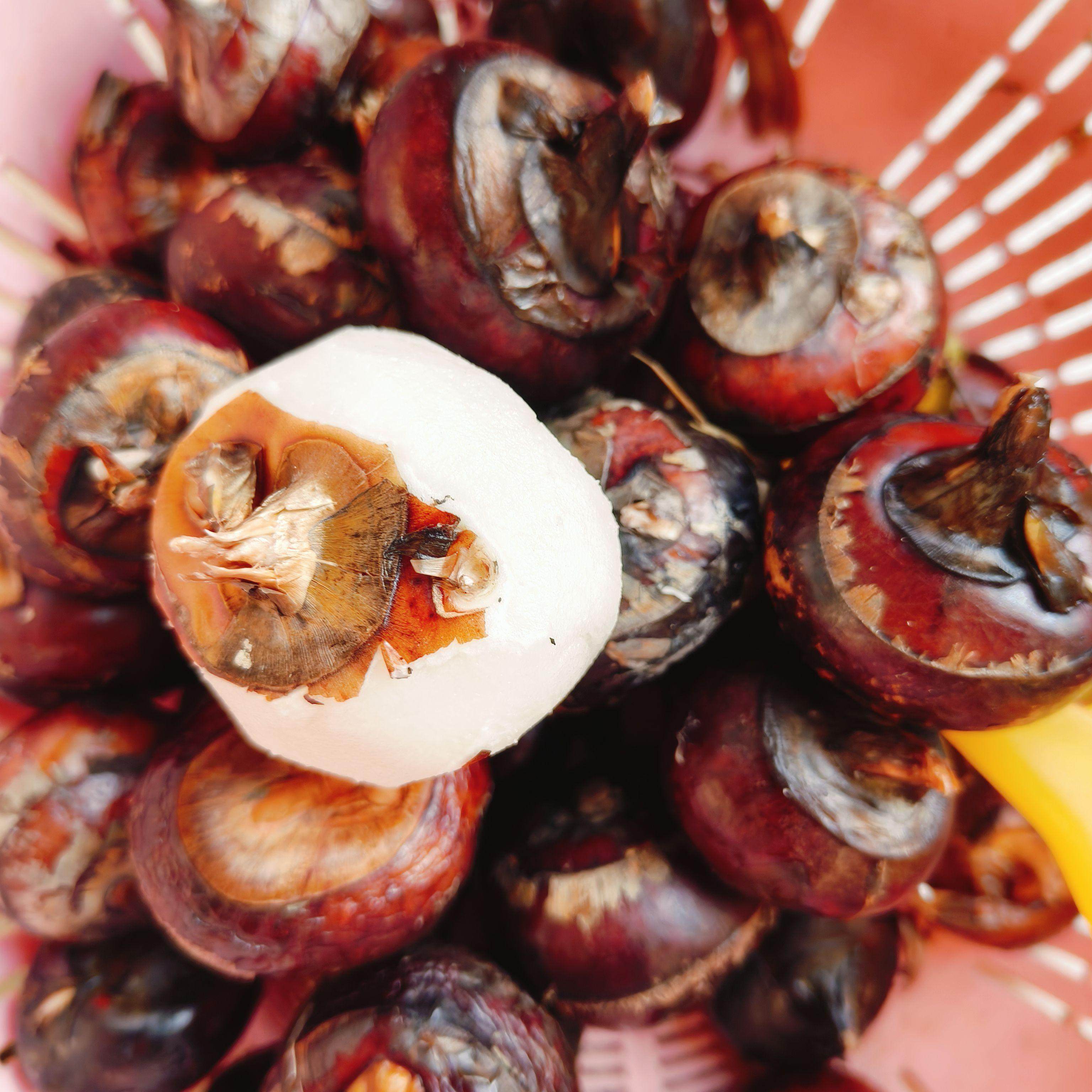 湖南邵东市佘田桥茨菇佘田桥马蹄莳菇寻味邵东地下雪梨家乡特产