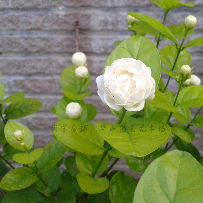 新品种jasmine 茉莉宝珠小荷花宝珠茉莉花苗大花重瓣 小编推荐 Wepost 全民代运 马来西亚中国淘宝代运与集运专家